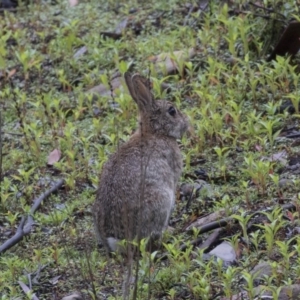 Oryctolagus cuniculus at Paddys River, ACT - 14 Dec 2018 10:15 AM