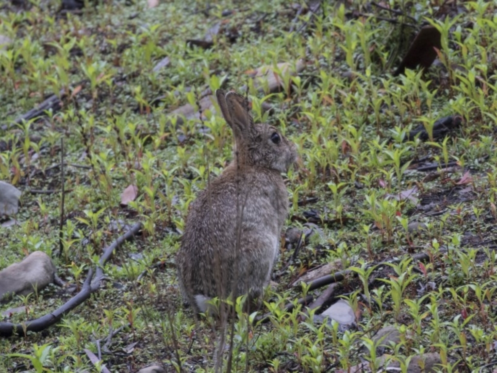 Oryctolagus cuniculus at Paddys River, ACT - 14 Dec 2018
