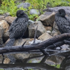 Phalacrocorax sulcirostris (Little Black Cormorant) at Paddys River, ACT - 13 Dec 2018 by Alison Milton