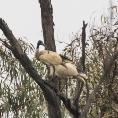 Threskiornis molucca (Australian White Ibis) at Paddys River, ACT - 14 Dec 2018 by AlisonMilton