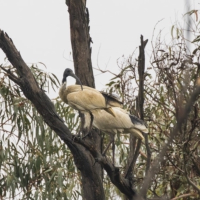 Threskiornis molucca (Australian White Ibis) at Tidbinbilla Nature Reserve - 13 Dec 2018 by Alison Milton