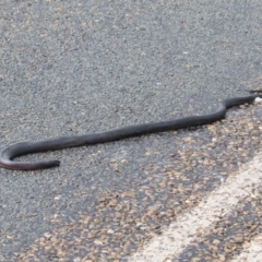 Pseudechis porphyriacus (Red-bellied Black Snake) at Paddys River, ACT - 14 Dec 2018 by AlisonMilton