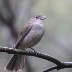 Colluricincla harmonica (Grey Shrikethrush) at Paddys River, ACT - 14 Dec 2018 by AlisonMilton