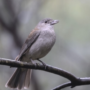 Colluricincla harmonica at Paddys River, ACT - 14 Dec 2018 11:11 AM