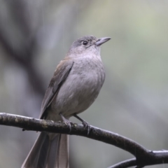 Colluricincla harmonica at Paddys River, ACT - 14 Dec 2018 11:11 AM