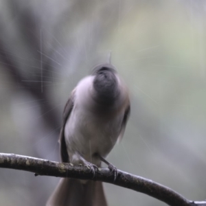 Colluricincla harmonica at Paddys River, ACT - 14 Dec 2018 11:11 AM