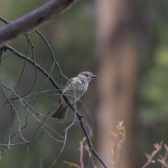 Pachycephala rufiventris (Rufous Whistler) at Paddys River, ACT - 14 Dec 2018 by AlisonMilton