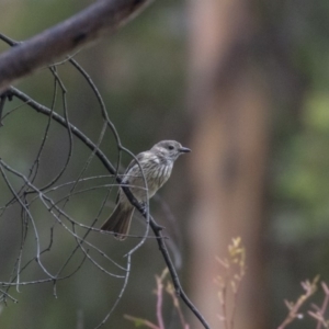 Pachycephala rufiventris at Paddys River, ACT - 14 Dec 2018 10:10 AM