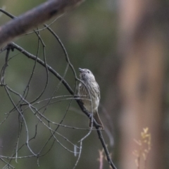 Pachycephala rufiventris at Paddys River, ACT - 14 Dec 2018 10:10 AM