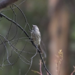 Pachycephala rufiventris at Paddys River, ACT - 14 Dec 2018