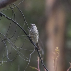 Pachycephala rufiventris at Paddys River, ACT - 14 Dec 2018 10:10 AM