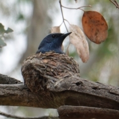 Myiagra rubecula (Leaden Flycatcher) at Red Hill Nature Reserve - 13 Dec 2018 by JackyF