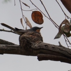 Myiagra rubecula (Leaden Flycatcher) at Deakin, ACT - 14 Dec 2018 by JackyF