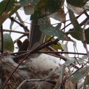 Philemon corniculatus at Deakin, ACT - 13 Dec 2018 04:13 PM