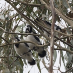 Grallina cyanoleuca (Magpie-lark) at Paddys River, ACT - 14 Dec 2018 by Alison Milton