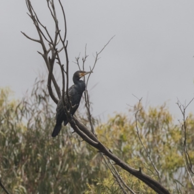 Phalacrocorax carbo (Great Cormorant) at Tidbinbilla Nature Reserve - 14 Dec 2018 by AlisonMilton