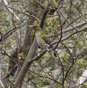 Oriolus sagittatus at Hughes, ACT - 13 Dec 2018