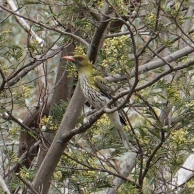 Oriolus sagittatus (Olive-backed Oriole) at Red Hill Nature Reserve - 13 Dec 2018 by JackyF