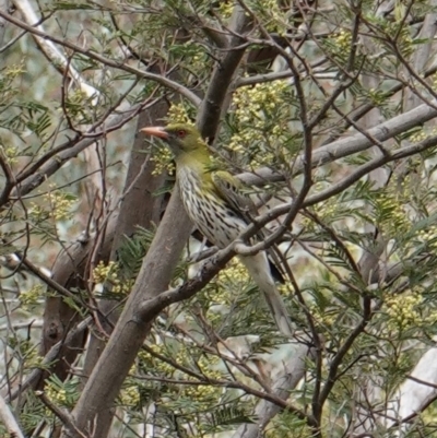 Oriolus sagittatus (Olive-backed Oriole) at Hughes, ACT - 13 Dec 2018 by JackyF