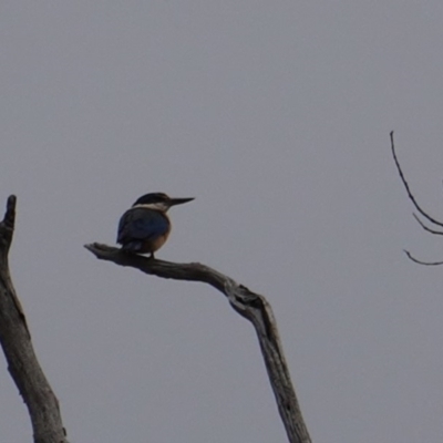 Todiramphus sanctus (Sacred Kingfisher) at Hughes, ACT - 14 Dec 2018 by JackyF