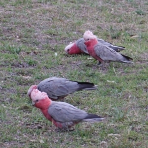 Eolophus roseicapilla at Deakin, ACT - 12 Dec 2018