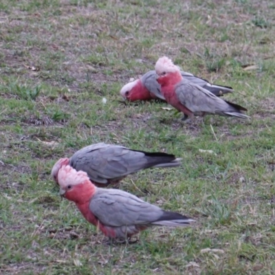 Eolophus roseicapilla (Galah) at Deakin, ACT - 12 Dec 2018 by JackyF