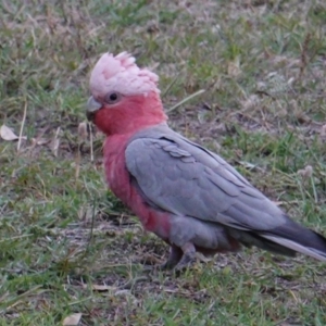 Eolophus roseicapilla at Deakin, ACT - 12 Dec 2018