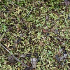 Heterodea sp. (A lichen) at Hughes Grassy Woodland - 13 Dec 2018 by JackyF