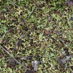 Heterodea sp. (A lichen) at Red Hill to Yarralumla Creek - 13 Dec 2018 by JackyF