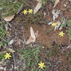 Tricoryne elatior (Yellow Rush Lily) at Red Hill to Yarralumla Creek - 13 Dec 2018 by JackyF