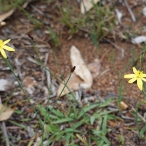 Tricoryne elatior at Deakin, ACT - 13 Dec 2018