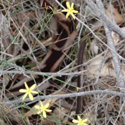 Tricoryne elatior (Yellow Rush Lily) at Deakin, ACT - 13 Dec 2018 by JackyF