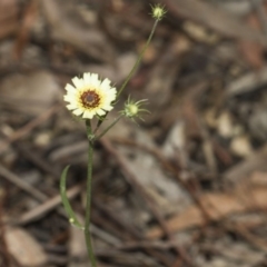 Tolpis barbata (Yellow Hawkweed) at ANBG - 11 Dec 2018 by AlisonMilton