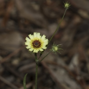 Tolpis barbata at Hackett, ACT - 11 Dec 2018 10:33 AM