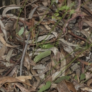 Tolpis barbata at Hackett, ACT - 11 Dec 2018 10:33 AM