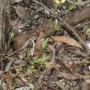 Tolpis barbata at Hackett, ACT - 11 Dec 2018 10:33 AM