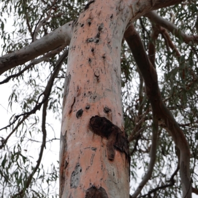 Eucalyptus mannifera (Brittle Gum) at Red Hill Nature Reserve - 14 Dec 2018 by JackyF