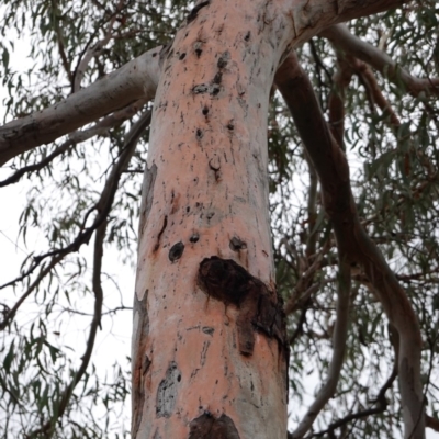 Eucalyptus mannifera (Brittle Gum) at Deakin, ACT - 14 Dec 2018 by JackyF