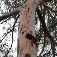 Eucalyptus mannifera (Brittle Gum) at Deakin, ACT - 14 Dec 2018 by JackyF