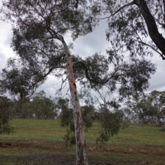 Eucalyptus mannifera at Deakin, ACT - 14 Dec 2018