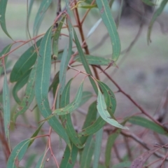 Eucalyptus mannifera at Red Hill to Yarralumla Creek - 14 Dec 2018