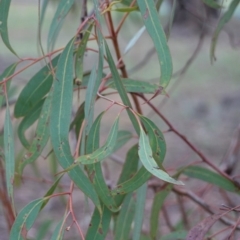 Eucalyptus mannifera at Deakin, ACT - 14 Dec 2018