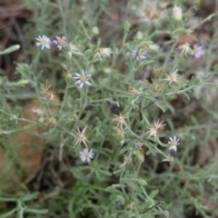 Vittadinia gracilis (New Holland Daisy) at Deakin, ACT - 13 Dec 2018 by JackyF