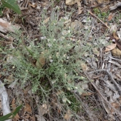 Vittadinia gracilis at Deakin, ACT - 13 Dec 2018