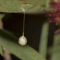 Tamopsis sp. (genus) (Two-tailed spider) at ANBG - 10 Dec 2018 by AlisonMilton