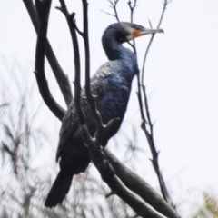 Phalacrocorax carbo (Great Cormorant) at Paddys River, ACT - 14 Dec 2018 by JohnBundock