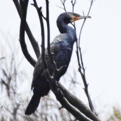 Phalacrocorax carbo (Great Cormorant) at Tidbinbilla Nature Reserve - 14 Dec 2018 by JohnBundock