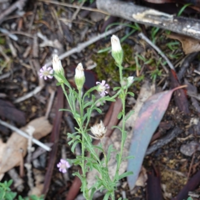 Vittadinia muelleri (Narrow-leafed New Holland Daisy) at Red Hill to Yarralumla Creek - 14 Dec 2018 by JackyF