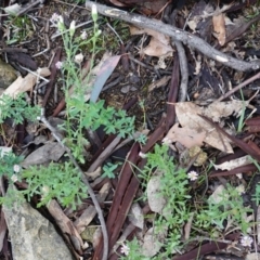 Vittadinia muelleri at Hughes, ACT - 14 Dec 2018 06:05 PM