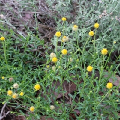 Calotis lappulacea (Yellow Burr Daisy) at Red Hill Nature Reserve - 13 Dec 2018 by JackyF